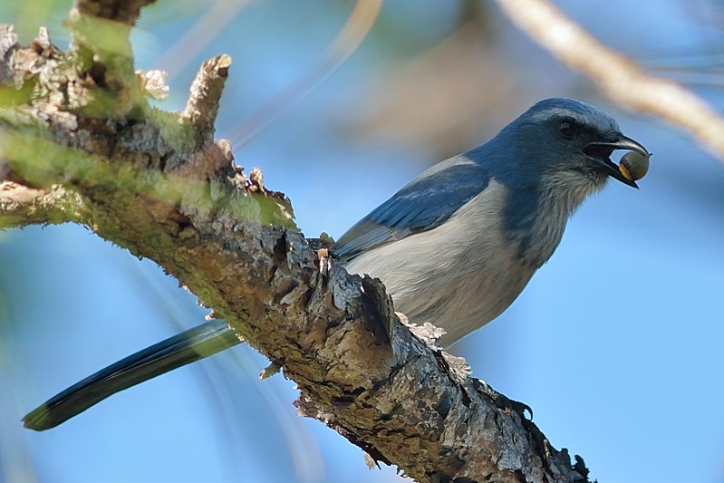 Florida scrub jay (Aphelocoma coerulescens)